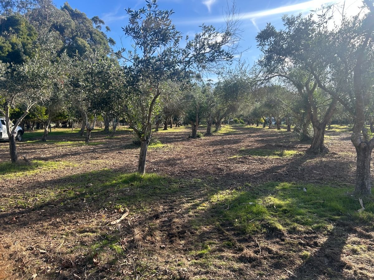 Olive grove reclaimed after