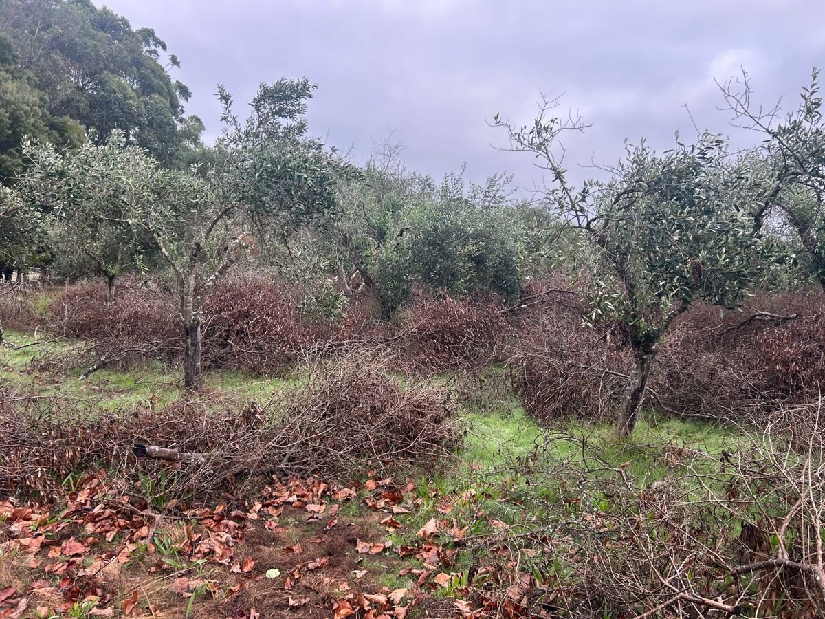 Olive grove reclaimed before
