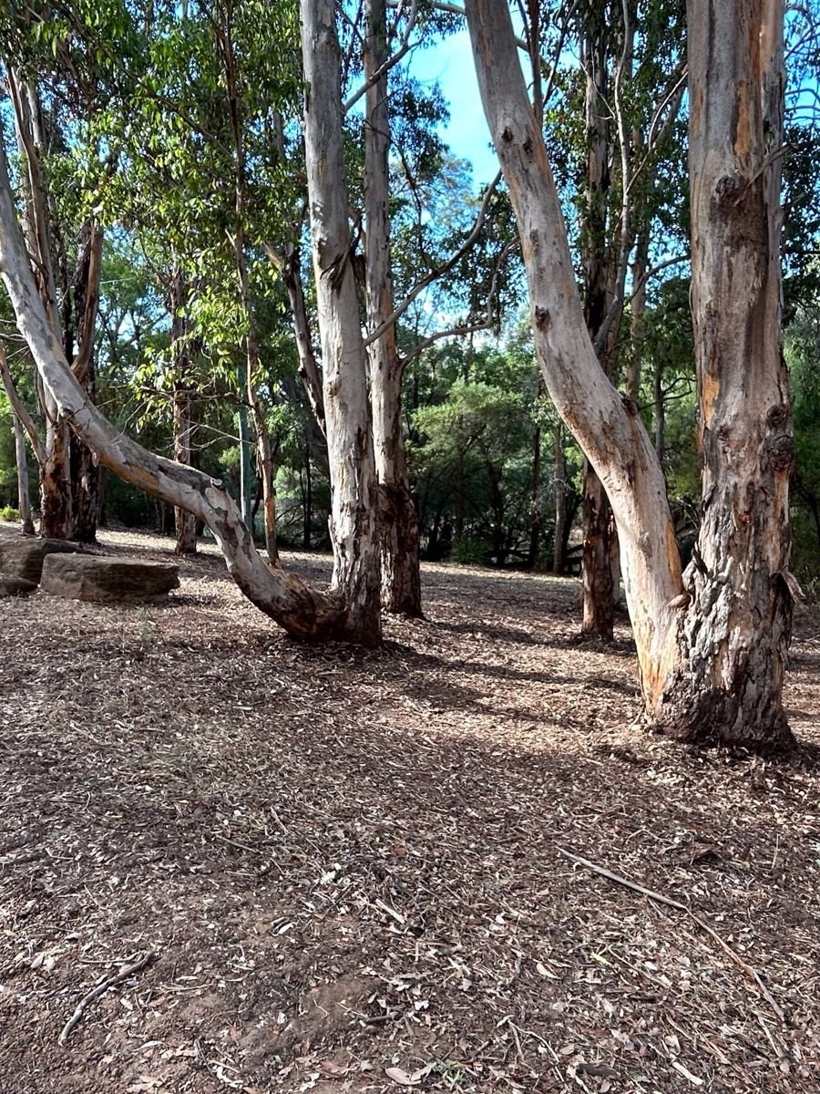 Tall timber, cleaner ground after