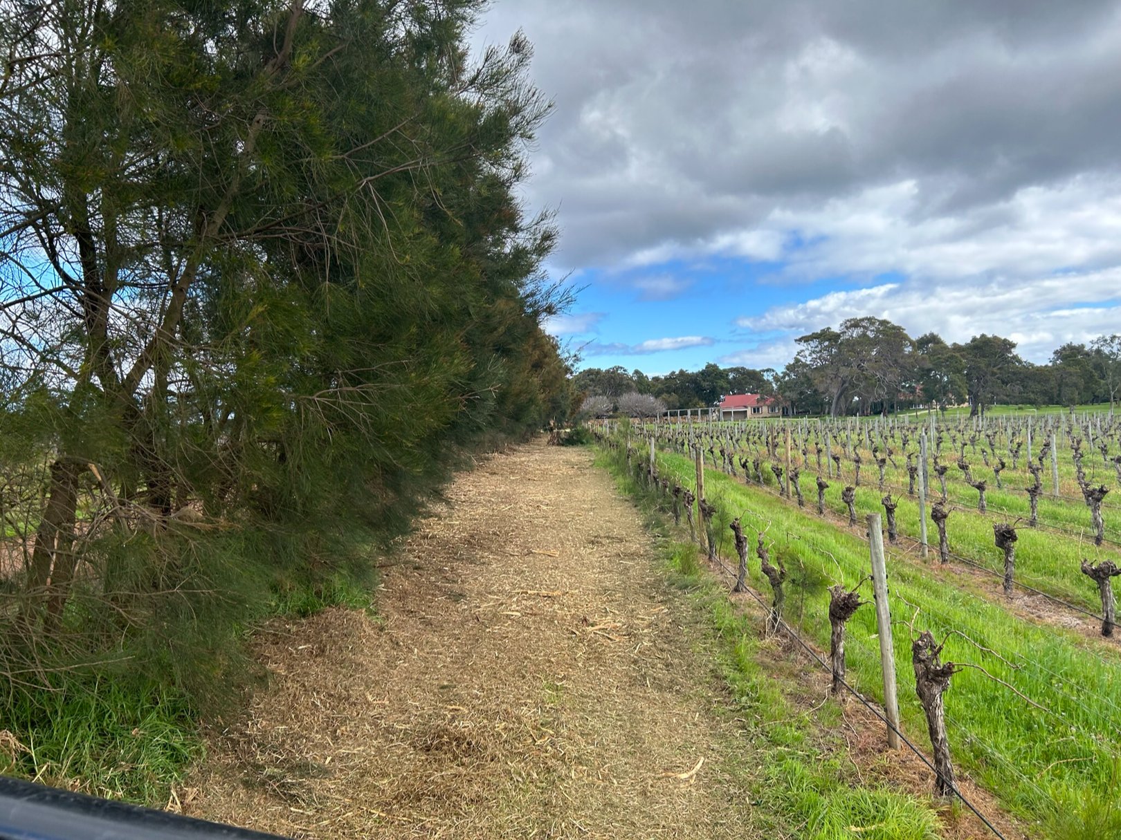 Vineyard headland